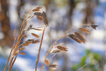 Kornpflanze In der Sonne