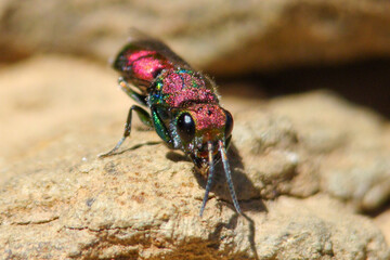 Cuckoo Wasp (Chrysura hybrida)