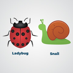 Ladybug or ladybird and Snail Vector illustration.