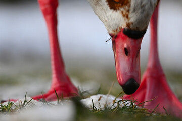 Wo ist der Grashalm?