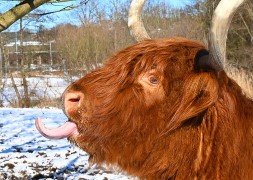 Frechdachs 이미지 – 찾아보기 651 스톡 사진, 벡터 및 비디오 | Adobe Stock