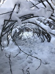 Ветки в снегу