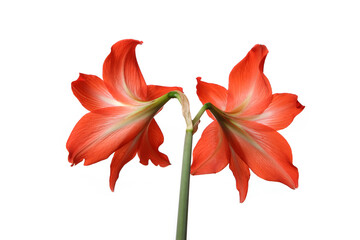 amaryllis flower back side isolated on white background