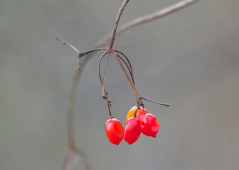 Rote Beeren im Winter