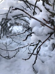 Куст в снегу