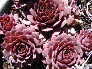 pink and red succulent plants, close up, hens and chicks