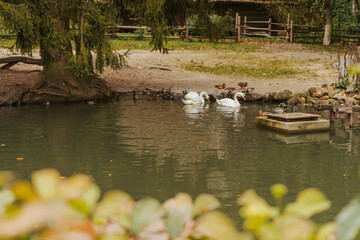 Two white swans in the pond in a park autumn birds
