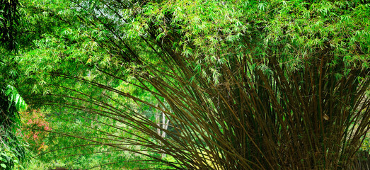 Fototapeta premium Sugar cane plant in garden. Wide photo.