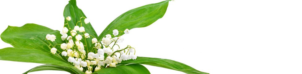 Lilly of the valley flowers and leaves bouquet isolated on white. Free space for text. Wide photo.