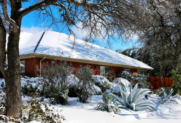 Agave under snow. Winter storm in Texas. 