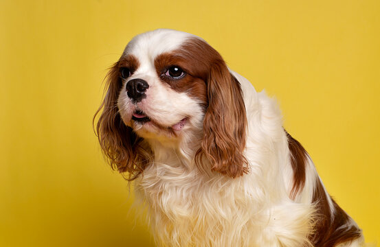 Portrait of cute cavalier spaniel on the yellow  background