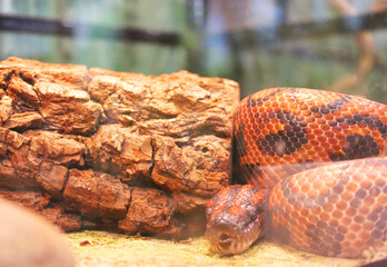 red snakeskin, Honduran milk snake. animal print fabric texture background. Close up view of Python Ball body, snake skin texture pattern for the background. Selective focus. Abstract background