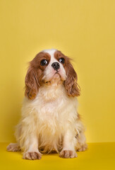 Portrait of cute cavalier spaniel on the yellow  background