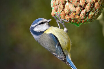 Blue tit close-up, bird hanging on a bag of peanuts