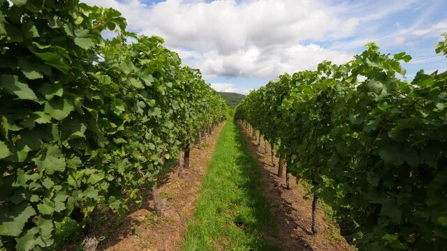 Move back between rank green rows of vineyard, good sunny weather at Alsace. Typical countryside of Alsatian Route des Vins (Wines Road), popular for trekking and oenotourism