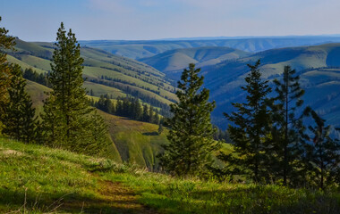 The landscape, blooming green hills overgrown with single trees and wild plants. Oregon, US