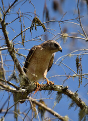 Hawk in tree Florida