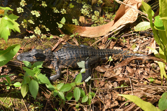 Baby alligator in Florida