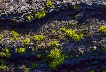 Bright green lichens on the bark of a coniferous tree in Oregon, US