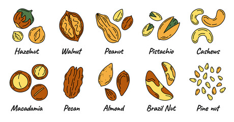 Nuts and seeds set with different kinds icons in Doodle style. Walnuts, macadamia, hazelnuts and peanuts on a white background.