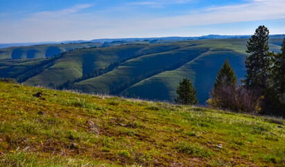 The landscape, blooming green hills overgrown with single trees and wild plants. Oregon, US