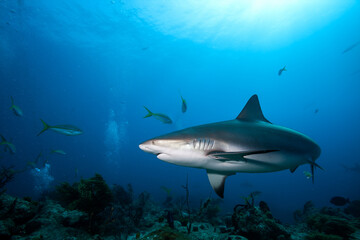 Obraz na płótnie Canvas Caribbean reef shark in blue sea water.