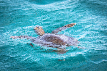 Caribbean, Grenada, Tobago Cays. Green sea turtle in water.