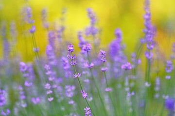 Dreamy closeup macro of lavender flower with blurry natural background. Selective and soft focus on blooming lavender bushes in nature