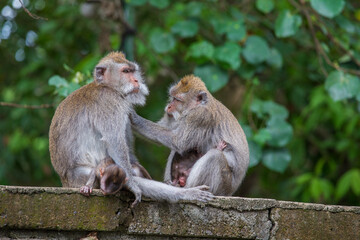 Monkey family at sacred monkey forest, Ubud, Bali , Indonesia. Close up