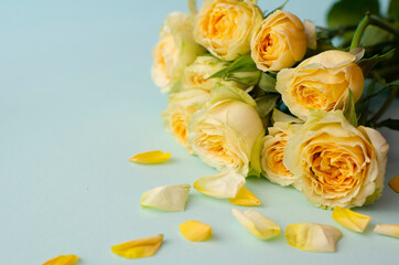 bouquet of yellow roses with petals on a light blue background. Festive floral background. Space for text