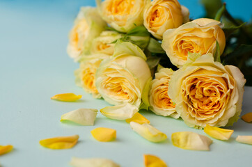 bouquet of yellow roses with petals on a light blue background. Festive floral background. Space for text