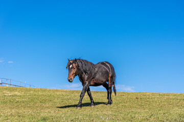 horse in the field