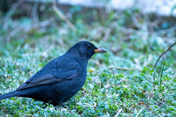 Oiseau sur la pelouse