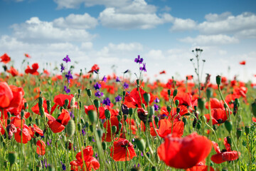 red poppies and wildflowers meadow in springtime