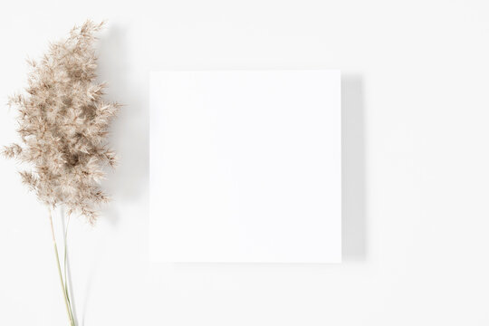White paper empty blank, dried grass decoration on white background. White square Invitation card mockup on white table. Flat lay, top view, copy space, mockup