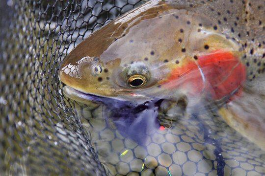 large steelhead trout close-up in net showing fishing lure in mouth