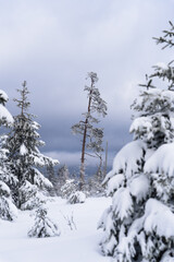Fototapeta na wymiar Lonely tree covered by snow in the mountains. 