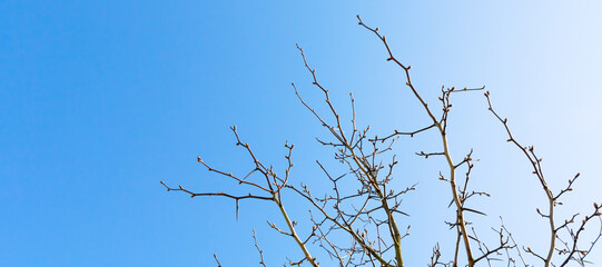 Tree branches without leaves close-up against a bright blue sky on a sunny spring day. Natural...