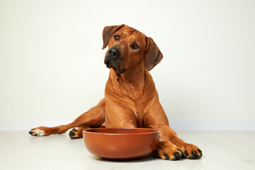 Brown dog lying next to empty food bowl waiting for feeding, portrait, close-up