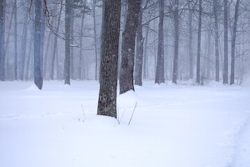 tree trunks in winter oak forest with blurred motion of snowfall