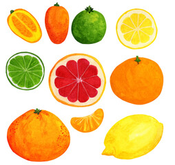 Big citrus watercolor set. Lemon, mandarine, lime, grapefruit and kumquat fruit, whole and sliced isolated on white background. Hand drawn illustration for menu recipe, food blog.