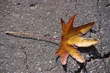 Single colored autumn maple leaf on the street asphalt