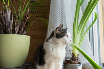 cat in the house looking to the right