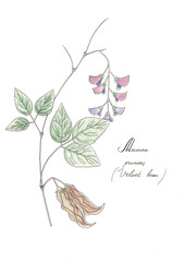 Mucuna Pruriens, velvet bean poster