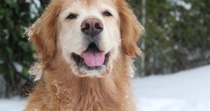 Close up face of happy golden retriever dog with his tongue sticking out as snow falls 