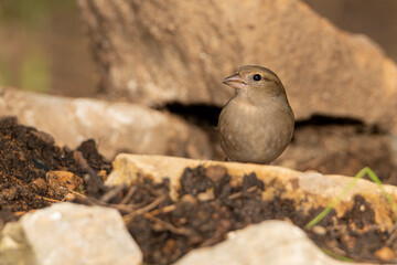Pinzón vulgar hembra en el suelo (Fringilla coelebs)