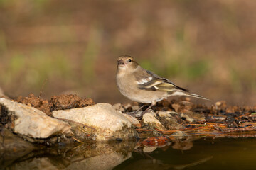 Pinzón vulgar en la charca (Fringilla coelebs)