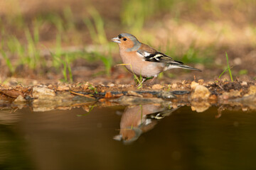 Pinzón vulgar reflejado en la charca (Fringilla coelebs)