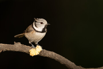 Herrerillo capuchino comiendo en una rama (Lophophanes cristatus)