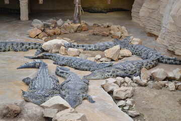 crocodiles sur des roches